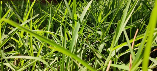 Grass
