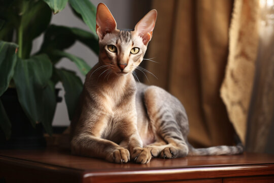 photo of a pet Oriental Shorthair cat