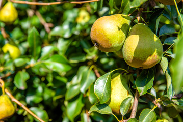 Red-green pears ripen in the summer in the garden
