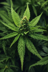 Naklejka na ściany i meble A Cannabis background for health care and medical.