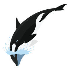 Obraz premium Orca animation in water. Cartoon animal design. Ocean mammal orca isolated on white background. Whale killer jumping, predator fish illustration
