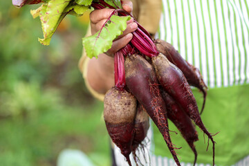 Bunch of beet roots in hand in garden harvesting food nature outdoor.