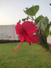 Fototapeta premium red flower in the garden