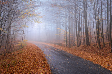 Asphalt road passing through the forest. Foggy day. Autumn season. Romania