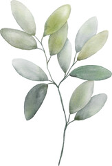 Watercolor Botanical Leaves Elements