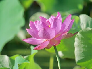 a pink lotus