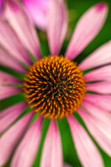 Kwiaty, lato, Muszyna