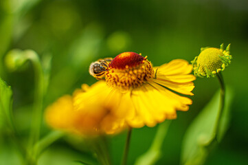 Kwiaty, lato, Muszyna