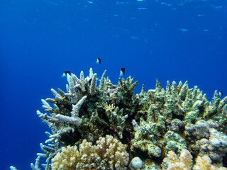 Naklejka na ściany i meble Fabulously beautiful inhabitants of the coral reef in the Red Sea
