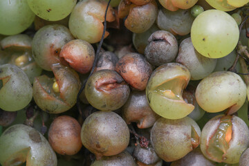 Detail of Powdery mildew or oidium of grapes, Plasmopara viticola, Mildew a plant disease on white grapes causing a lot of damage and brown leathery grapes, hanging on the vine in the vinyard.	