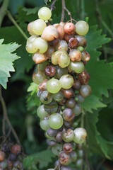 Detail of Powdery mildew or oidium of grapes, Plasmopara viticola, Mildew a plant disease on white grapes causing a lot of damage and brown leathery grapes, hanging on the vine in the vinyard.	