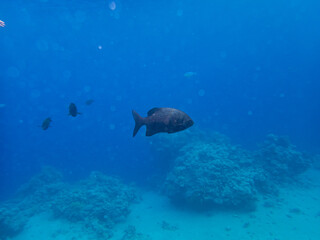 Fabulously beautiful inhabitants of the coral reef in the Red Sea