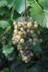 Fototapeta premium Detail of Powdery mildew or oidium of grapes, Plasmopara viticola, Mildew a plant disease on white grapes causing a lot of damage and brown leathery grapes, hanging on the vine in the vinyard. 