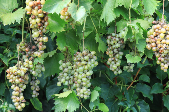 Detail of Powdery mildew or oidium of grapes, Plasmopara viticola, Mildew a plant disease on white grapes causing a lot of damage and brown leathery grapes, hanging on the vine in the vinyard.	
