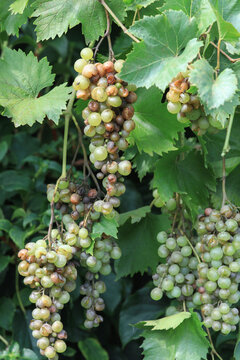 Detail of Powdery mildew or oidium of grapes, Plasmopara viticola, Mildew a plant disease on white grapes causing a lot of damage and brown leathery grapes, hanging on the vine in the vinyard.	