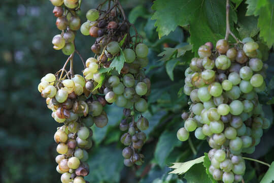 Detail of Powdery mildew or oidium of grapes, Plasmopara viticola, Mildew a plant disease on white grapes causing a lot of damage and brown leathery grapes, hanging on the vine in the vinyard.	