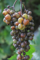 Detail of Powdery mildew or oidium of grapes, Plasmopara viticola, Mildew a plant disease on white grapes causing a lot of damage and brown leathery grapes, hanging on the vine in the vinyard.	