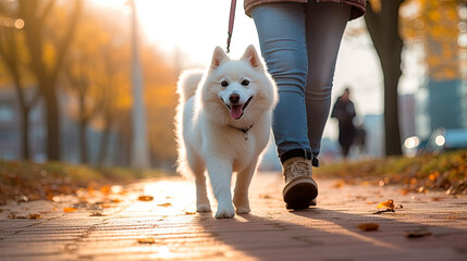 the dog walks on a leash with the owner during a walk in the city	
 - obrazy, fototapety, plakaty