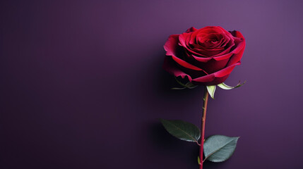 Red rose with green leaves on purple background