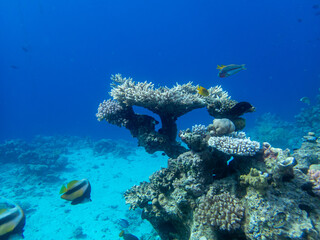 Fabulously beautiful inhabitants of the coral reef in the Red Sea