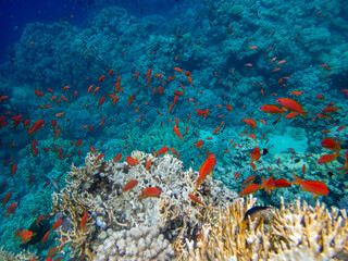 Fabulously beautiful inhabitants of the coral reef in the Red Sea