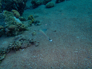 Fabulously beautiful inhabitants of the coral reef in the Red Sea