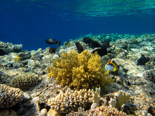 Naklejka na ściany i meble Fabulously beautiful inhabitants of the coral reef in the Red Sea