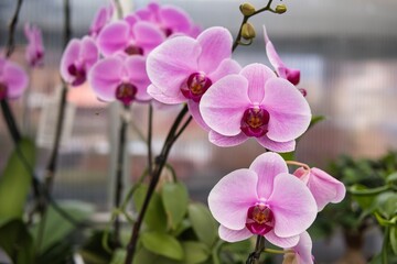 Pink delicate orchids against the backdrop of a greenhouse.