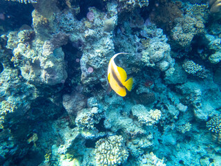 Fototapeta na wymiar Fabulously beautiful inhabitants of the coral reef in the Red Sea