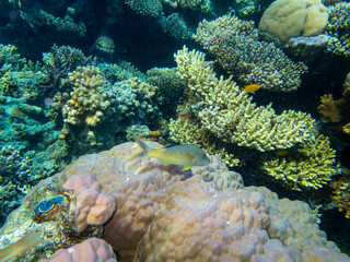 Fabulously beautiful inhabitants of the coral reef in the Red Sea