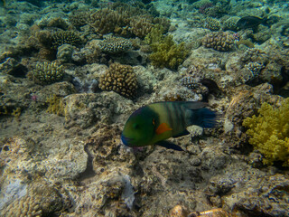 Obraz na płótnie Canvas Fabulously beautiful inhabitants of the coral reef in the Red Sea
