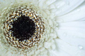 Blume