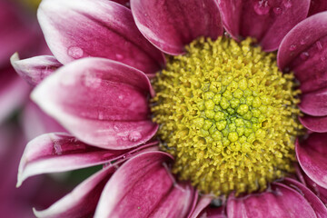 Blume