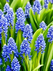 Obraz premium blue hyacinth on a green background
