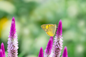 ケイトウの花の蜜を吸うモンキチョウ