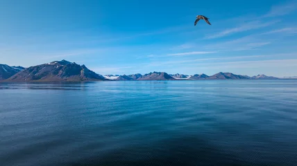 Fotobehang View of glaciers on the coast in Svalbard on a sunny day with calm sea and a gull flying over the sea © Flipz