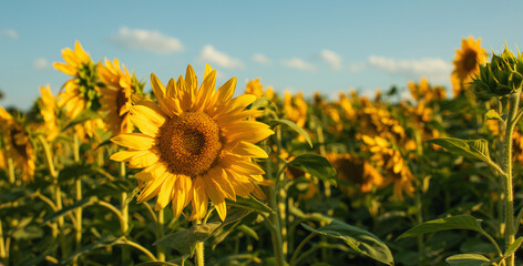 słoneczniki kwiaty w promieniach słońca