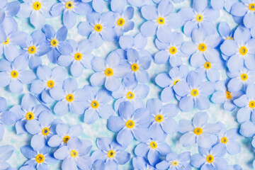 Floral  background with forget-me-not flower blossoms, background with small natural blue flower blossoms, botany concept background, top view