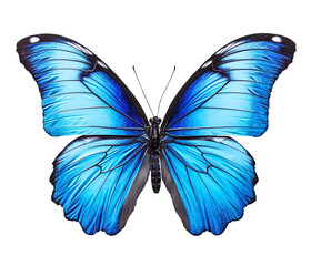 Butterfly png Blue butterfly png butterfly transparent background