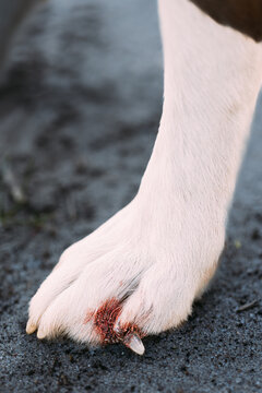 Broken Dog Nail, Close Up. Damaged Claw And Finger In Dog. Large Dog Paw With Damaged Nail. Blood And Dirt. Dog Need Of Veterinarian Care Or First Aid.