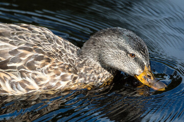 Stockente Futtersuche
