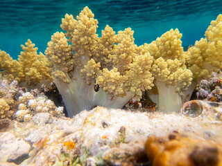 Fabulously beautiful inhabitants of the coral reef in the Red Sea