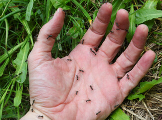 hand of man with many ants