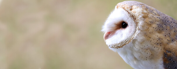 nocturnal bird of prey that looks with black eyes