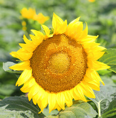 yellow sunflower flower blossomedalmost ready to harvest seeds for oil production