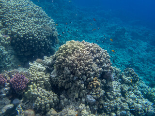 Fabulously beautiful inhabitants of the coral reef in the Red Sea