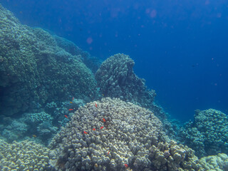 Fabulously beautiful inhabitants of the coral reef in the Red Sea