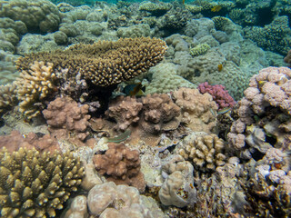 Fabulously beautiful inhabitants of the coral reef in the Red Sea