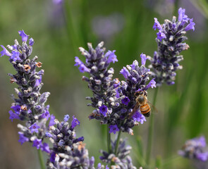 bee sucking the nectar of fragrant lavender flowers in the countryside in summer