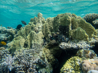 Fabulously beautiful inhabitants of the coral reef in the Red Sea